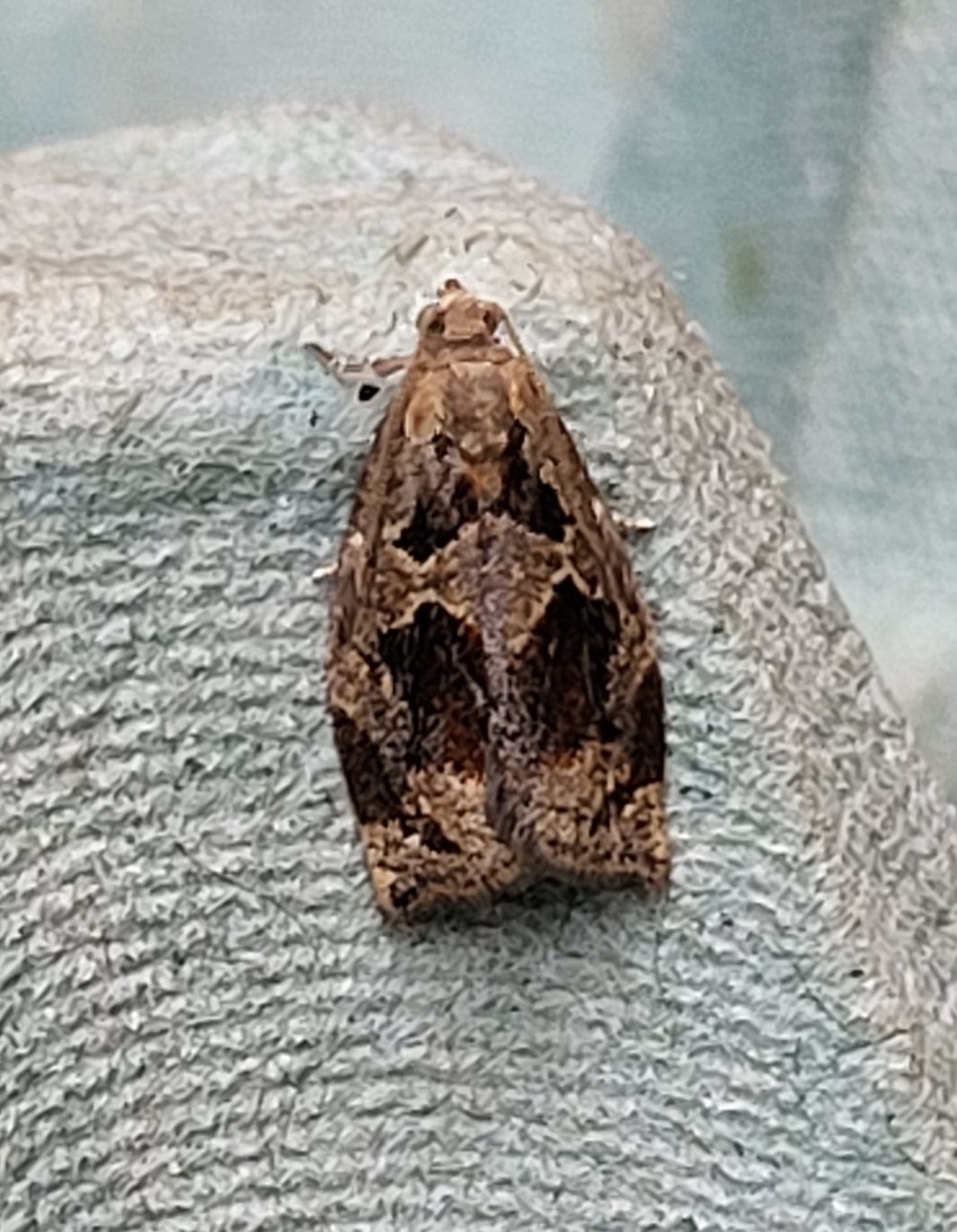 Photo of Brown Oak Tortrix (Archips crataegana)